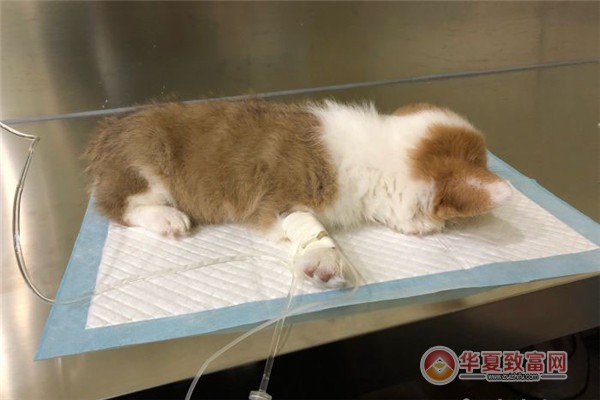 美联众合动物医院加盟